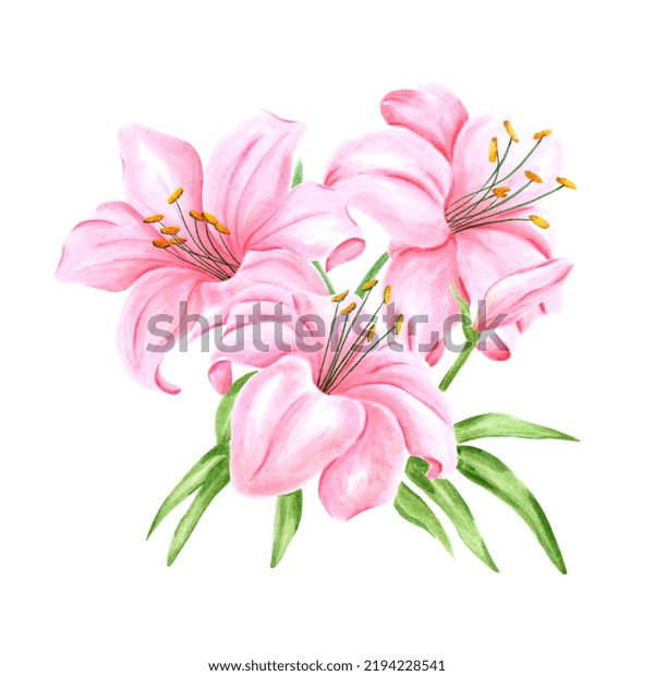 Handdrawn Watercolor Pink Lily Flower Bouquet Stock Illustration ...