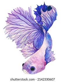 Hand-drawn Watercolor Purple Betta Fish Isolated