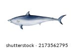 Hand-drawn watercolor shortfin mako shark illustration isolated on white background. Underwater ocean creature. Marine animals collection