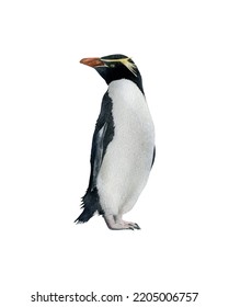 Hand-drawn Watercolor Snares Penguin Illustration Isolated On White Background. Antarctic Animal Bird	