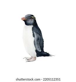 Hand-drawn Watercolor Southern Rockhopper Penguin Illustration Isolated On White Background. Antarctic Animal Bird