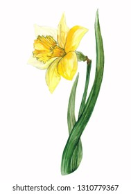 Hand-drawn watercolor tender spring narcissus blossom. Artistic daffodils flowers. Natural illustration for the floral decorative design on the white background.