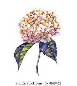 Hand-drawn watercolor white hydrangea flower drawing. Floral isolated illustration of summer blossom on the white background