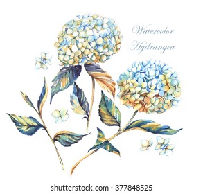Hand-drawn watercolor white hydrangea flowers with golden decorative coloring. Floral isolated illustration of summer composition