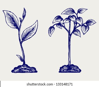 sapling drawing