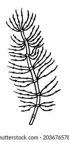 601 Horsetail drawing Images, Stock Photos & Vectors | Shutterstock