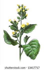 Hand-made Illustration Of A Tobacco Plant - Nicotiana Rustica