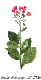 Hand-made Illustration Of A Tobacco Plant - Nicotiana Tabacum