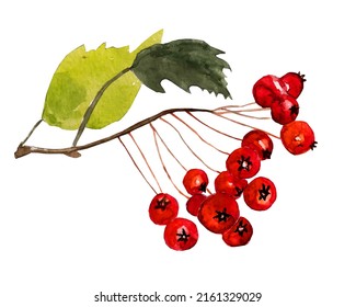 Handmade Watercolor Illustration Hawthorn Berry On White Background. Colorful Background For Fabric, Wallpapers, Gift Wrapping Paper, Scrapbooking. Design For Kids.