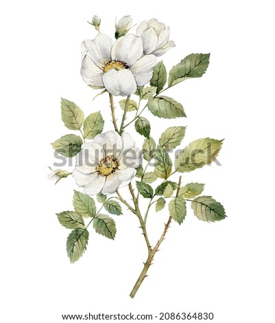 Handmade watercolor illustration of rose. Natural object isolated on white background.Can be used as greeting cards, wedding invitations, birthday,spring or summer holiday.