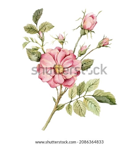 Handmade watercolor illustration of rose. Natural object isolated on white background.Can be used as greeting cards, wedding invitations, birthday,spring or summer holiday.