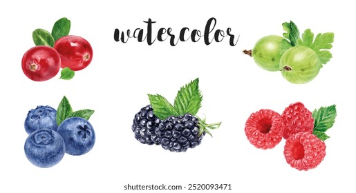 Hand-Painted Watercolor Berries of lingonberries, blueberries, blackberries, raspberries, gooseberries Illustration - Powered by Shutterstock