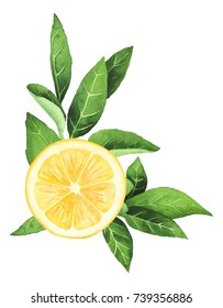 Hand-painted Watercolor Citrus Composition On White Background