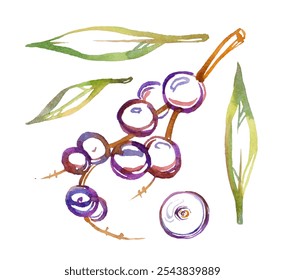 Hand-painted watercolor collection of acai berry branches and clusters in rich purple tones with green leaves. Perfect for botanical art, healthy food themes, and natural product branding. - Powered by Shutterstock