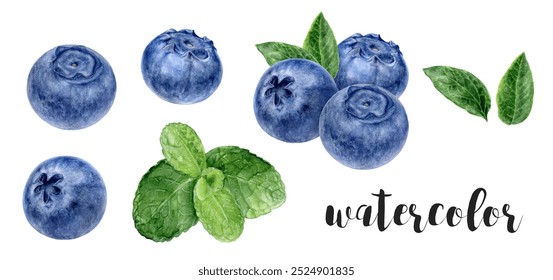 Hand-Painted Watercolor Mint Leaves and Blueberries Botanical Illustration - Powered by Shutterstock