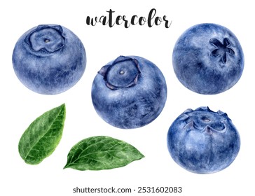 Hand-Painted Watercolor Mint Leaves and Blueberries Botanical Illustration - Powered by Shutterstock