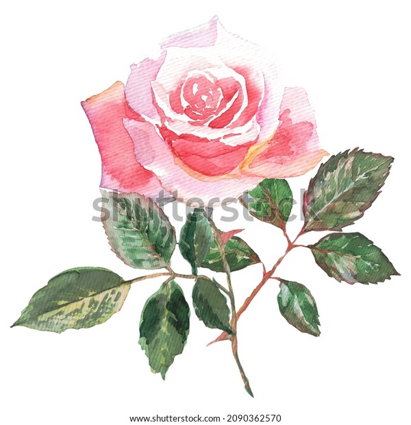 Handpainted Watercolor Pink Rose Green Leaves Stock Illustration ...
