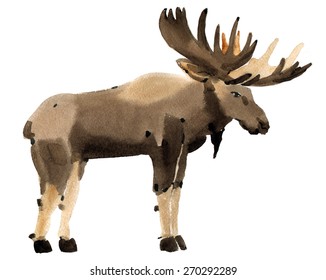 Handwork Watercolor Illustration Of A Moose