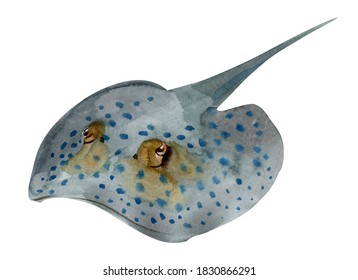 Handwork Watercolor Illustration Of A Stingray