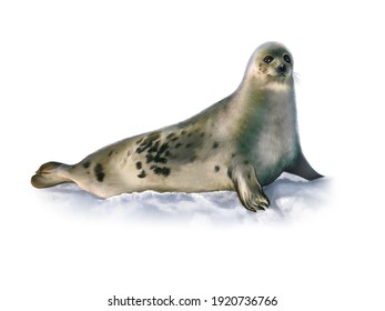 The Harp Seal (Pagophilus Groenlandicus), Realistic Drawing, Illustration For The Encyclopedia Of Animals Of The Arctic, Isolated Image On A White Background