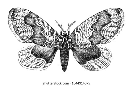 Detailed Realistic Sketch Butterfly Moth Stock Vector (Royalty Free ...