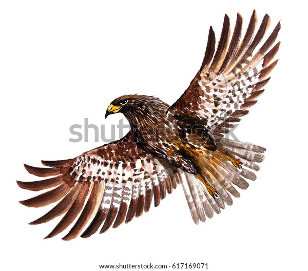 鷹は水彩で塗ってある 鷹が羽を飛ぶ のイラスト素材 617169071