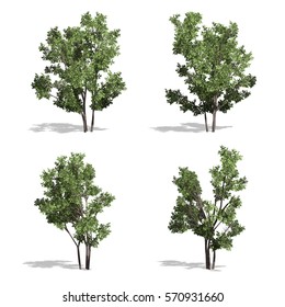 Hazel Trees Isolated On White Background Stock Illustration 570931660 ...