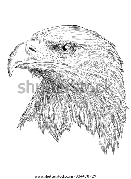 白い背景に禿げた鷲の手の頭描きのイラスト のイラスト素材