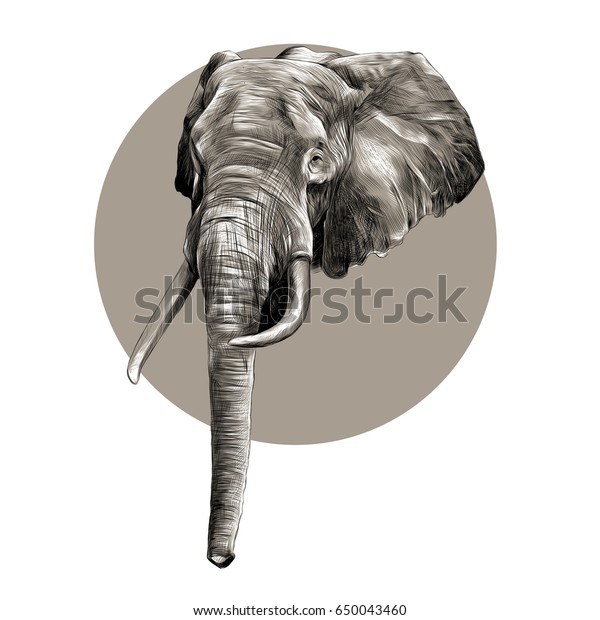 白黒の白黒の模様をした象の頭 のイラスト素材