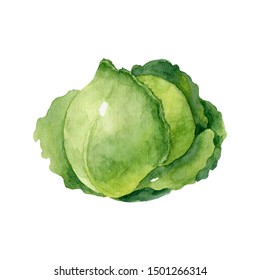 Head If Green Cabbage Isolated On White Background. Watercolor Illustration, Handmade Clipart.