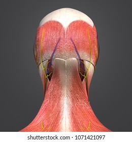 96 Biceps Reflex Images, Stock Photos & Vectors | Shutterstock