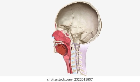 Head and Neck Cross Section 3D rendering