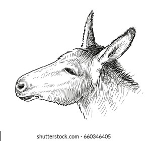 the head of a sad donkey