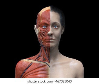 Head and torso anatomy of a female , Human head and shoulder muscular anatomy in 3D render in black and white , medical reference images of the human anatomy
