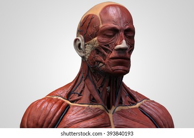 Anatomy Reference High Res Stock Images Shutterstock