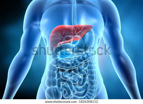 Healthy Human Body Liver Anatomy3d Illustration Stock Illustration ...