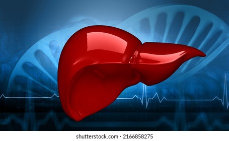 Healthy Human Liver Anatomy 3d Illustration Stock Illustration 