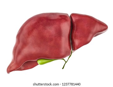Healthy human liver with gallbladder, 3D rendering isolated on white background