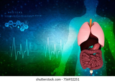 Healthy Human Lungs 3d Illustration Stock Illustration 1021102870