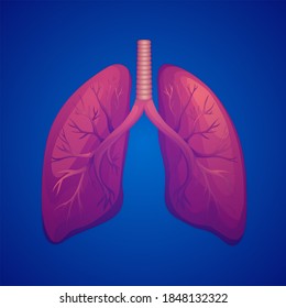 Healthy Human Lungs Respiratory System D Stock Illustration Shutterstock
