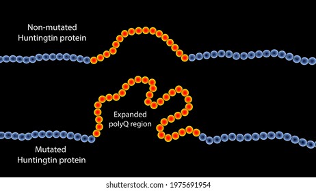 Healthy And Mutant (mHtt) Huntingtin Protein Sequence, 3D Illustration, MHtt Is The Cause Of Huntington's Disease, It Contains Polyglutamine Expansion (polyQ)