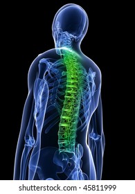 Healthy Spine