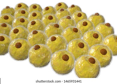 Healthy white human fat cells also known as adipocytes 3d illustration