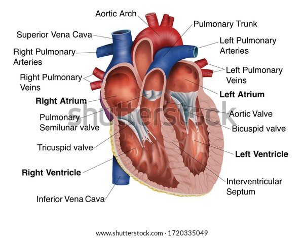 Heart Anatomy Cross Section Part Study Stock Illustration 1720335049