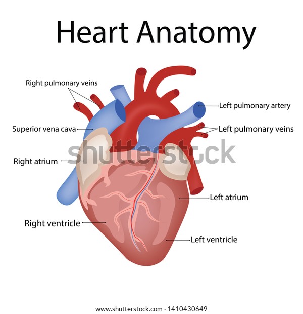 Heart Anatomy Types Heart Disease Illustration Stock Illustration ...