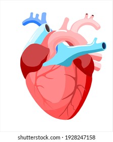 56,414 Heart arteries Images, Stock Photos & Vectors | Shutterstock