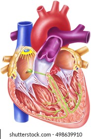 Heart - Conduction System