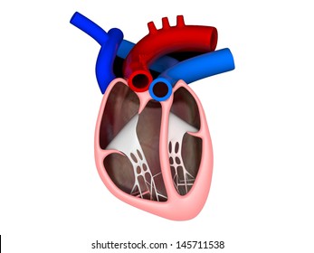 Heart Cross Section Labeled