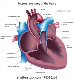Diagram of the Human Heart Images, Stock Photos & Vectors ...