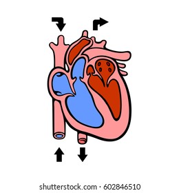 Heart Diagram Color Arrow Stock Vector (Royalty Free) 588392402